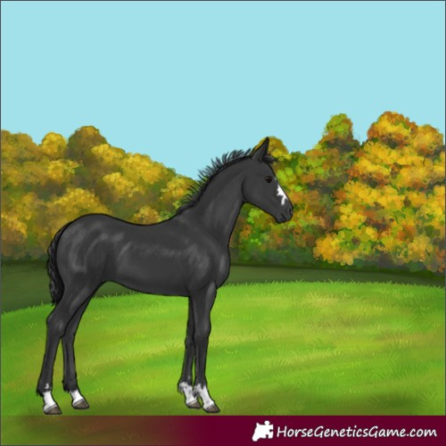 Horse Color:Black 