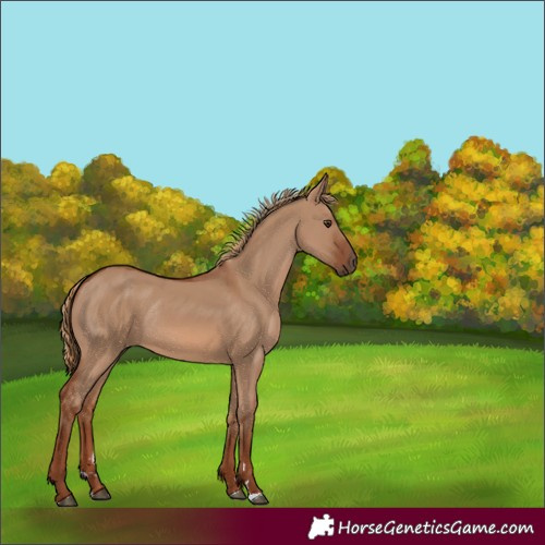 Horse Color:Red Dun Rabicano 