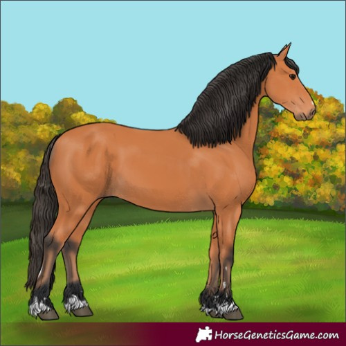 Horse Color:Bay 
