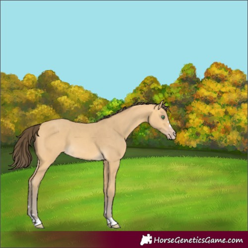 Horse Color:Amber Cream Champagne