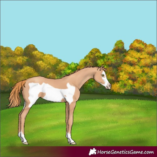 Horse Color:Gold Champagne Frame 