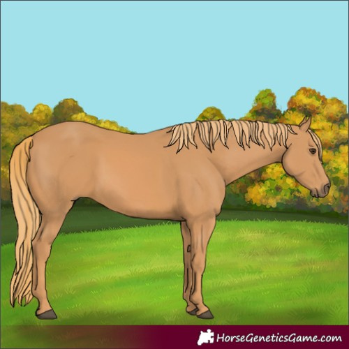 Horse Color:Chestnut Rabicano