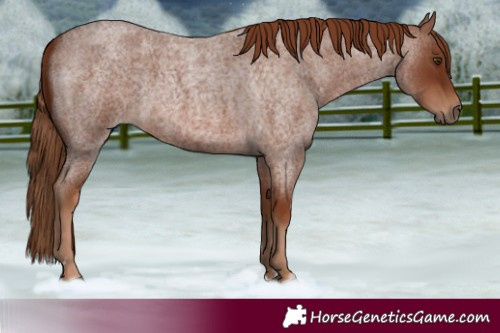 Horse Color:Red Roan Rabicano 