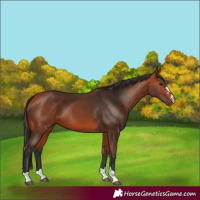Horse Color:Bay 