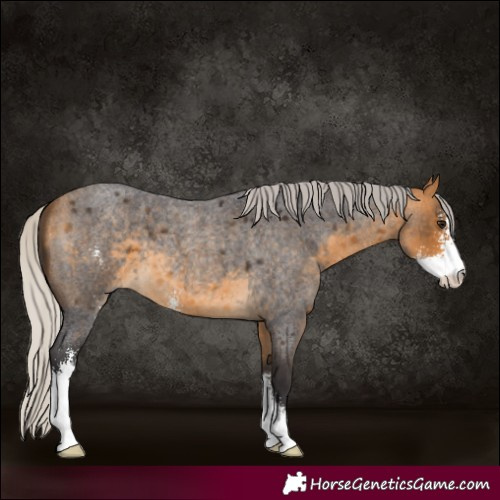 Horse Color:Silver Buckskin Roan Sabino 