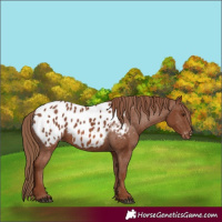 Horse Color:Chestnut Appaloosa 