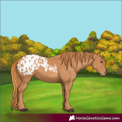 Horse Color:Chestnut Appaloosa 