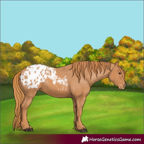 Horse Color:Chestnut Appaloosa