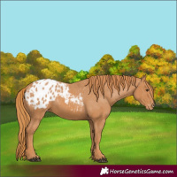 Horse Color:Chestnut Blanket