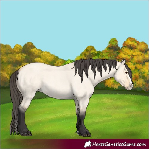 Horse Color:Buckskin Roan Dun Splash 