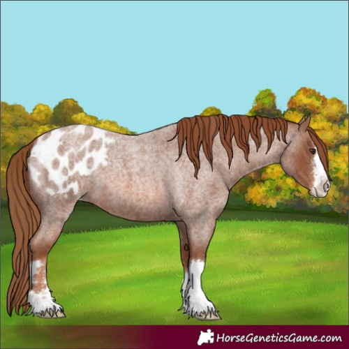 Horse Color:Red Roan Appaloosa 