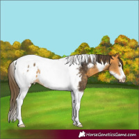 Horse Color:Buckskin Tobiano Frame Appaloosa
