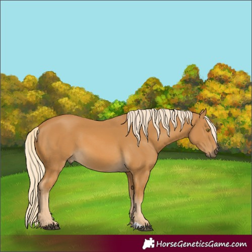 Horse Color:Palomino 