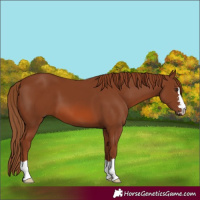 Horse Color:Chestnut 