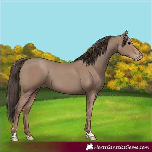 Horse Color:Classic Champagne
