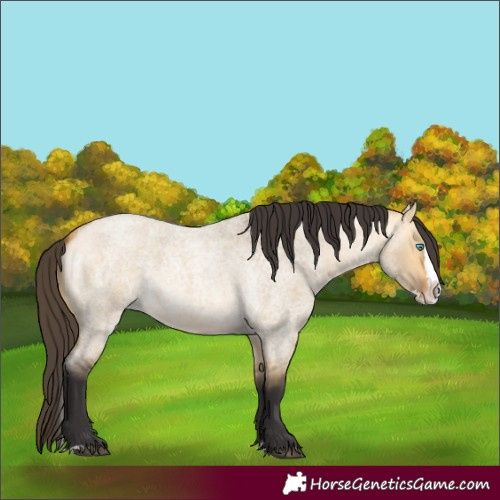 Horse Color:Buckskin Roan Dun Splash
