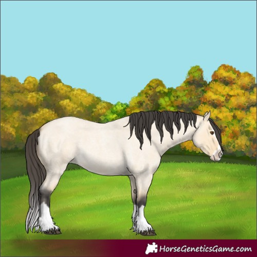 Horse Color:Buckskin Roan Dun Splash