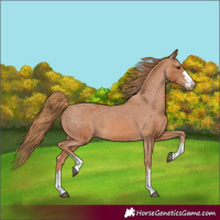 Horse Color:Chestnut Varnish