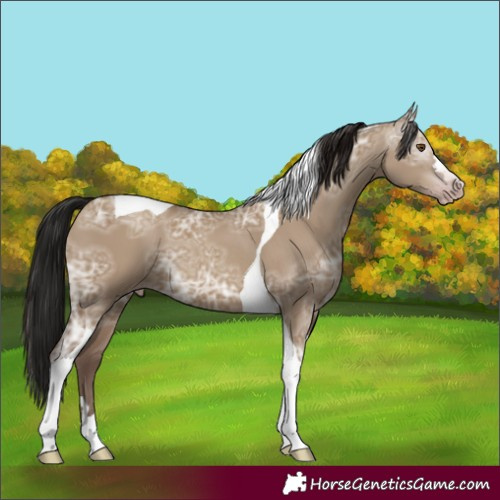 Horse Color:Gray Classic Champagne Ice Dun Tobiano 