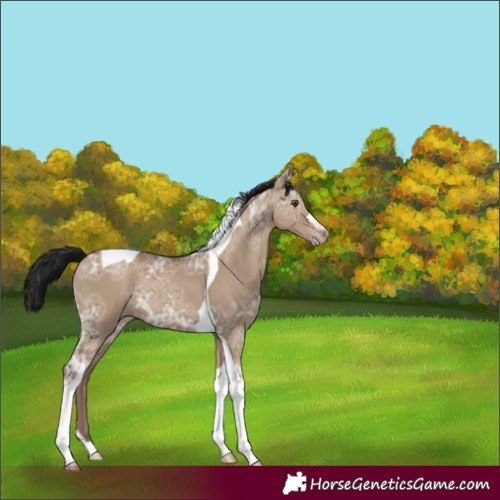 Horse Color:Gray Classic Champagne Ice Dun Tobiano