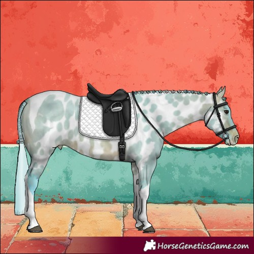 Horse Color:Watercolor Brown Dun Tobiano Skewed LP Spotted Rabicano