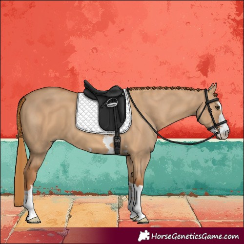 Horse Color:Red Dun 