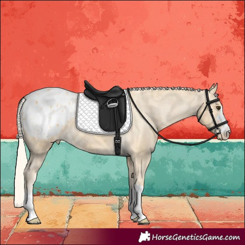 Horse Color:Palomino Appaloosa 