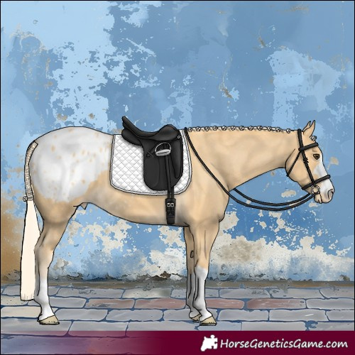 Horse Color:Palomino Appaloosa 