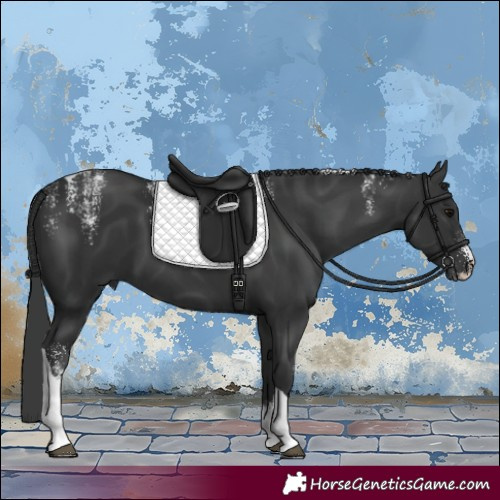 Horse Color:Powder White Black Tobiano 