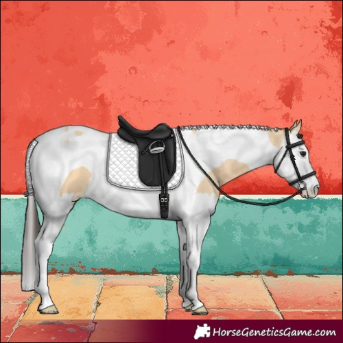 Horse Color:Buckskin Splash Tobiano 