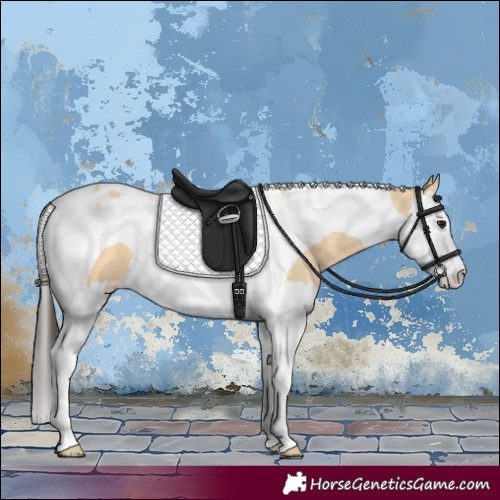 Horse Color:Buckskin Splash Tobiano