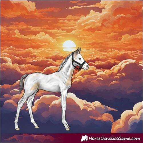 Horse Color:Buckskin Splash Tobiano 