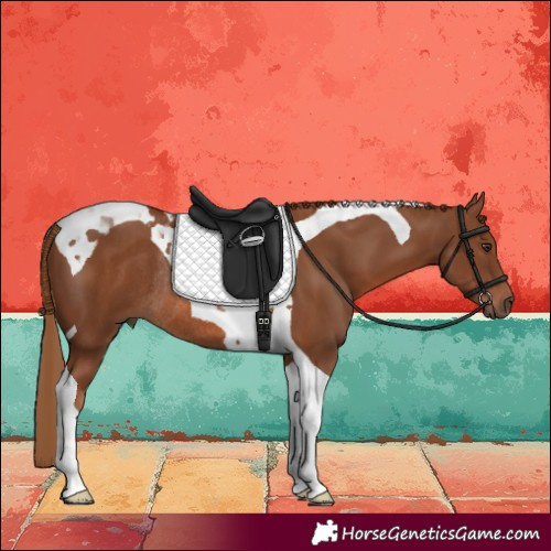 Horse Color:Chestnut Tobiano Rabicano 