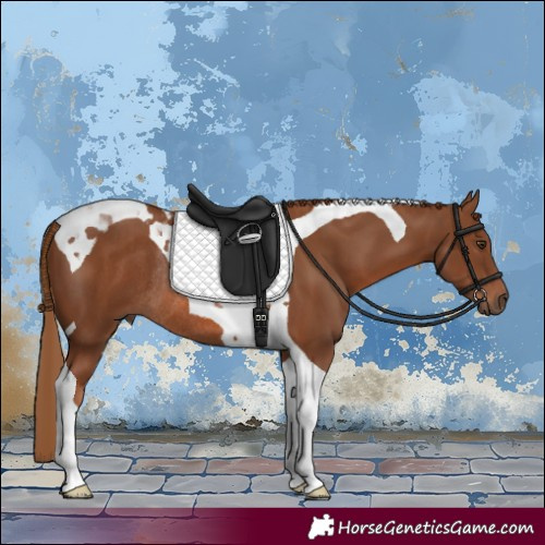 Horse Color:Chestnut Tobiano Rabicano 