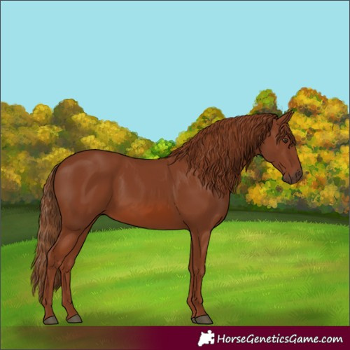 Horse Color:Chestnut 