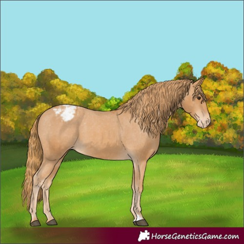 Horse Color:Chestnut Appaloosa 