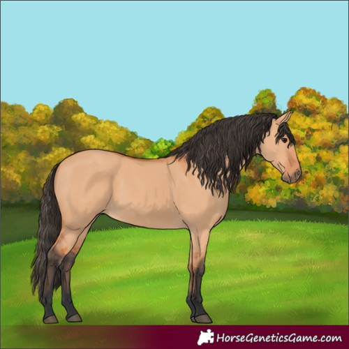 Horse Color:Bay Dun 