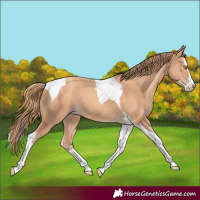 Horse Color:Gold Champagne Splash Tobiano