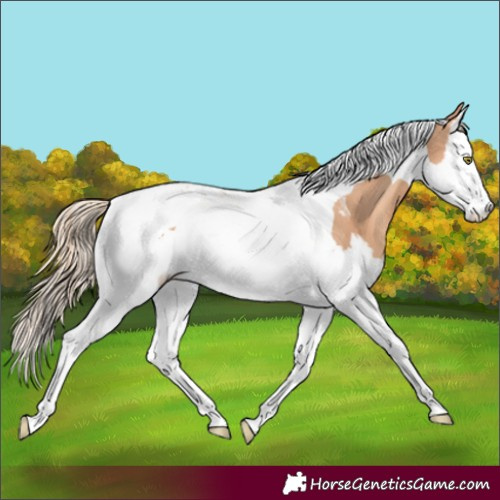 Horse Color:Gold Champagne Splash Tobiano