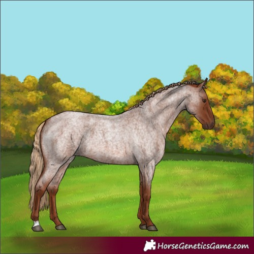 Horse Color:Red Roan 