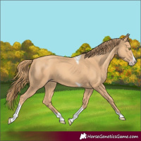 Horse Color:Gold Champagne Splash Tobiano
