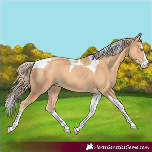 Horse Color:Gold Champagne Splash Tobiano 