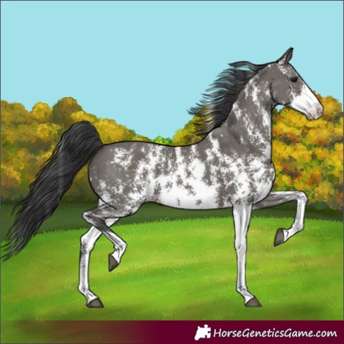 Horse Color:Grullo Sabino 
