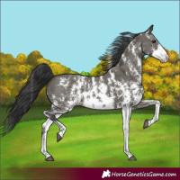 Horse Color:Grullo Sabino 