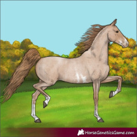 Horse Color:Blue Roan Pearl Sabino 