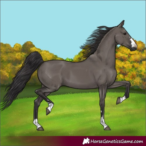 Horse Color:Smoky Grullo 