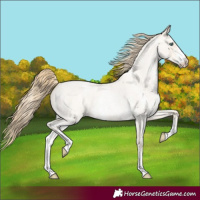 Horse Color:Smoky Blue Roan Pearl Sabino 