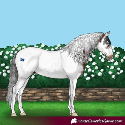 Horse Color:Brown Sabino Splash Tobiano Frame
