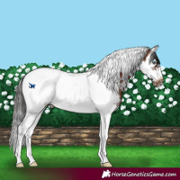 Horse Color:Brown Sabino Splash Tobiano Frame