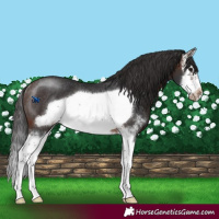 Horse Color:Brown Sabino Splash Frame Varnish Rabicano